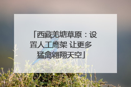 西藏羌塘草原：设置人工鹰架 让更多猛禽翱翔天空